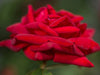 Rose - Kashmir