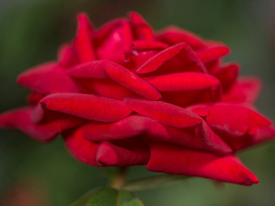 Rose - Kashmir
