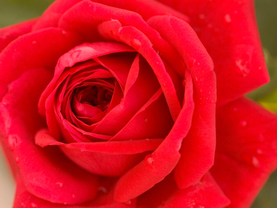Rose - Kashmir
