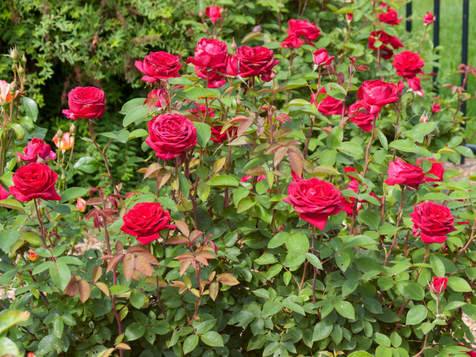Rose - Kashmir