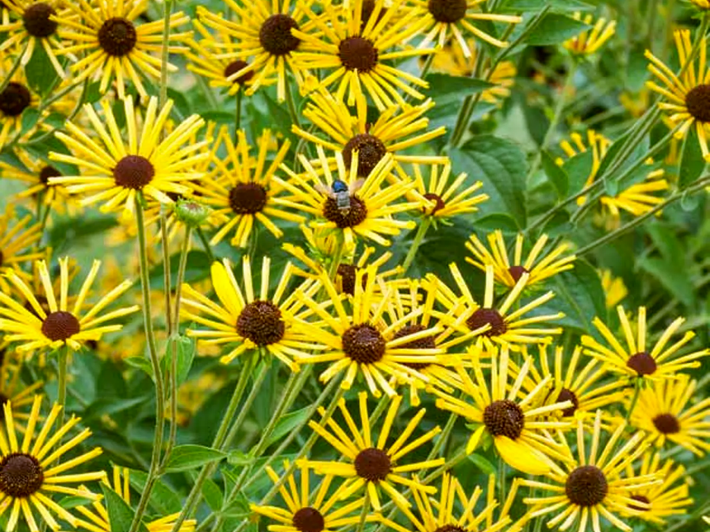 Rudbeckia 'Henry Eiler'