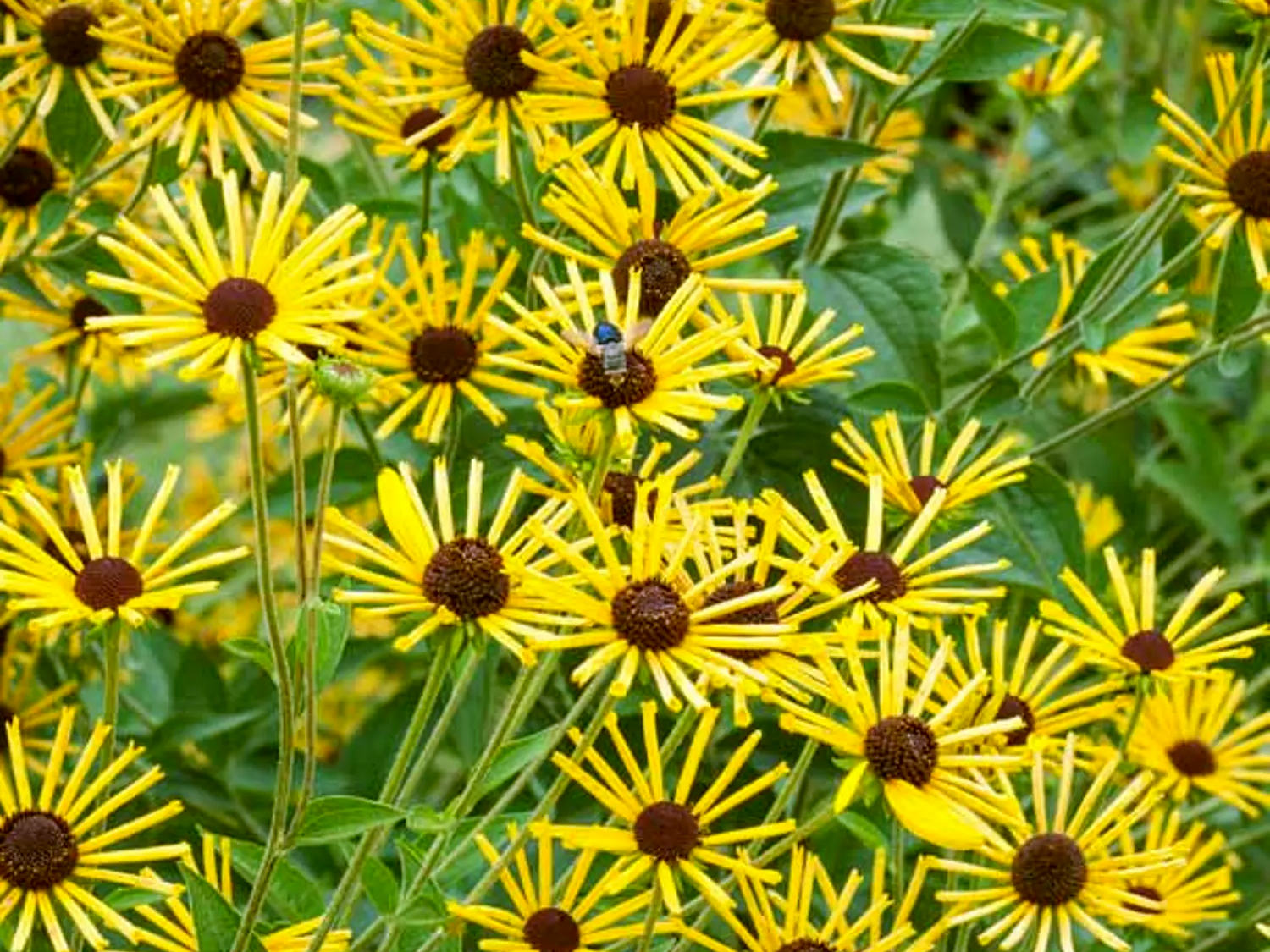 Rudbeckia 'Henry Eiler'