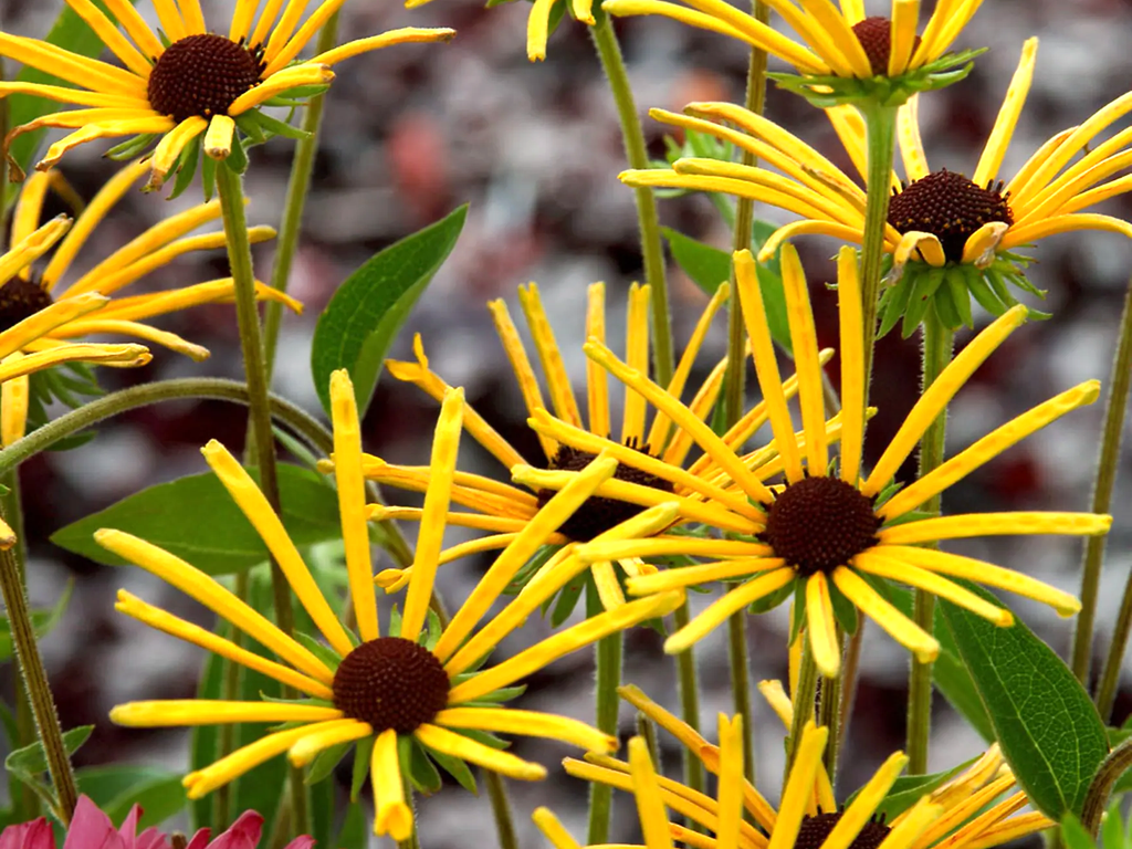 Rudbeckia 'Henry Eiler'