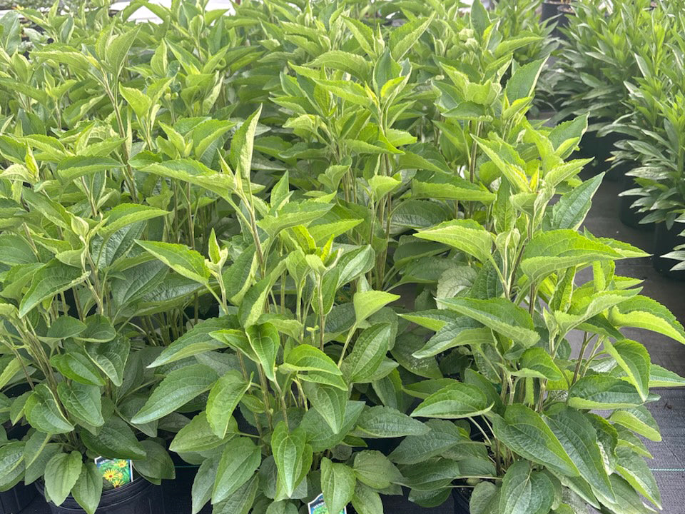 Rudbeckia 'Henry Eiler'