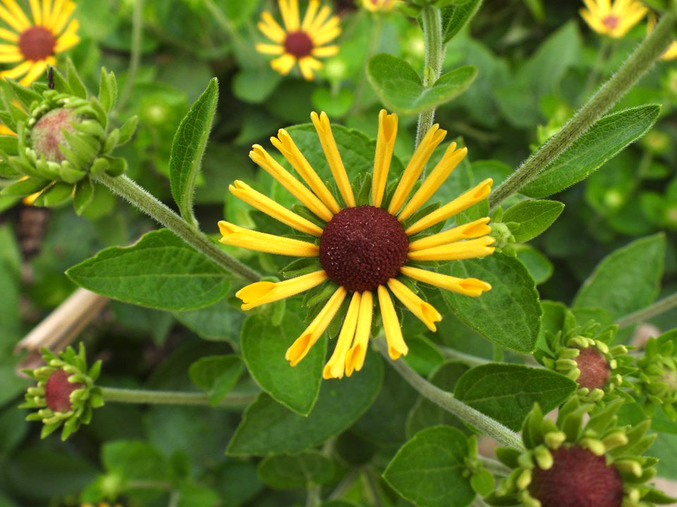 Rudbeckia 'Henry Eiler'
