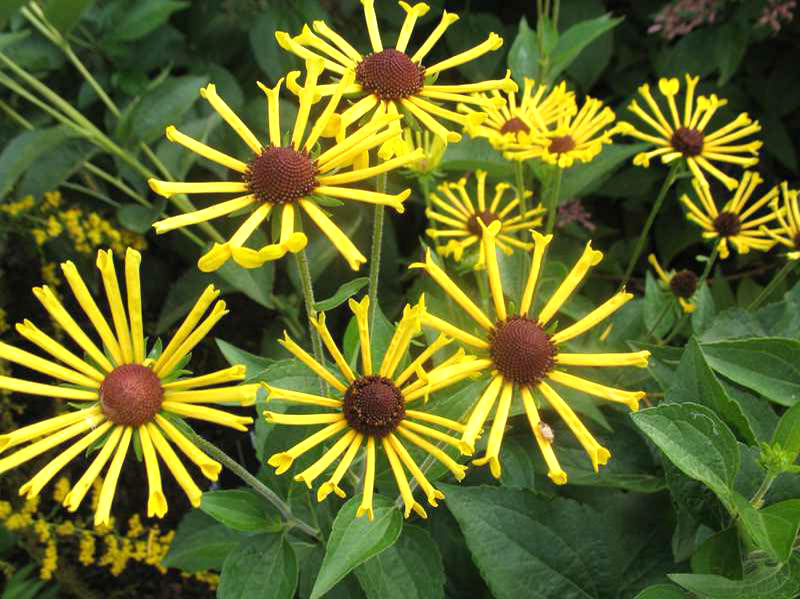 Rudbeckia 'Henry Eiler'