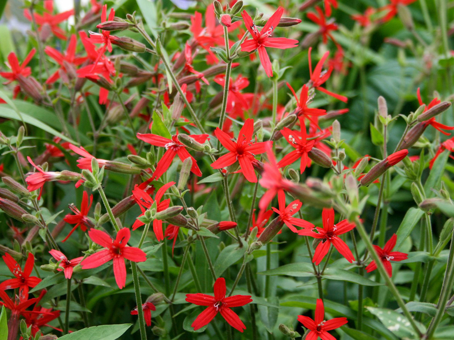 Silene virginica - Fire Pink