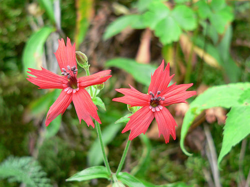 Silene virginica - Fire Pink