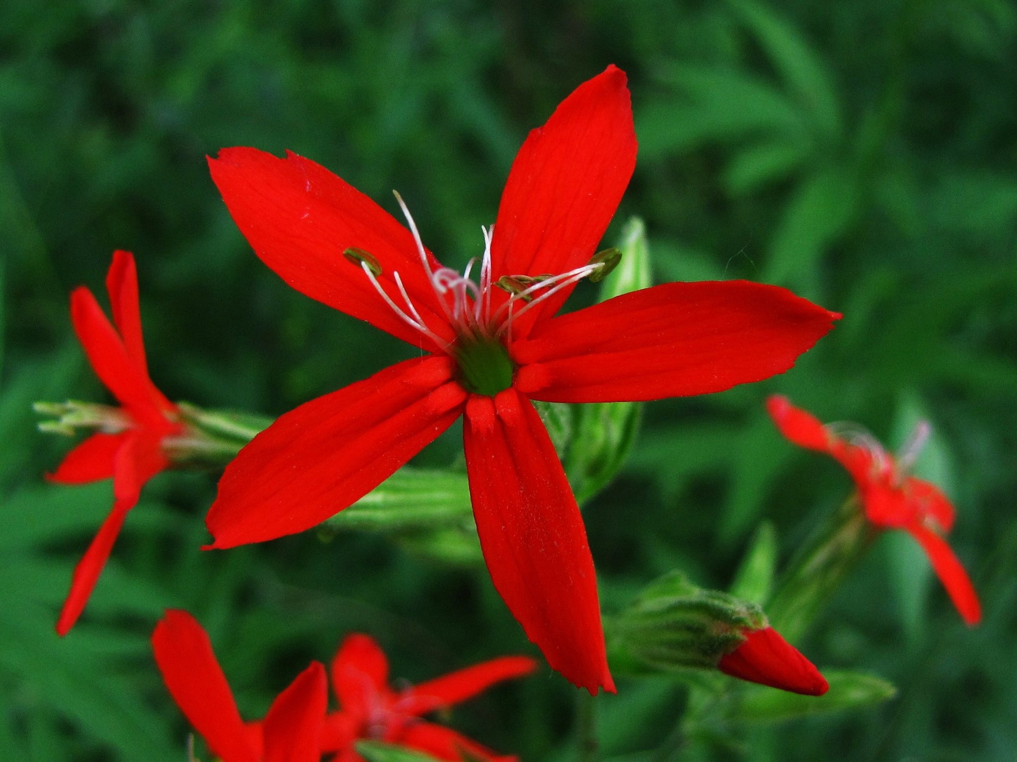 Silene virginica - Fire Pink