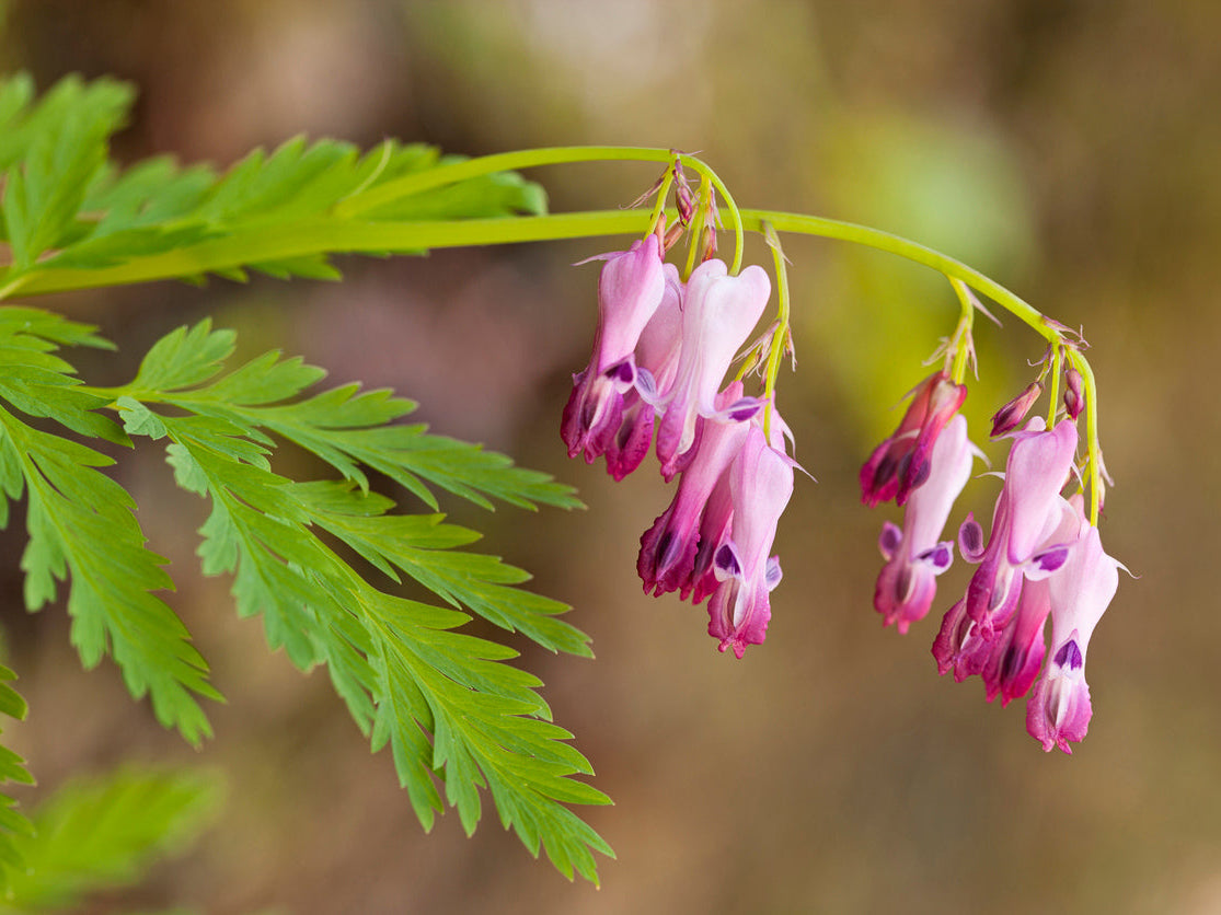 Dicentra eximia - Wild Bleeding Hearts