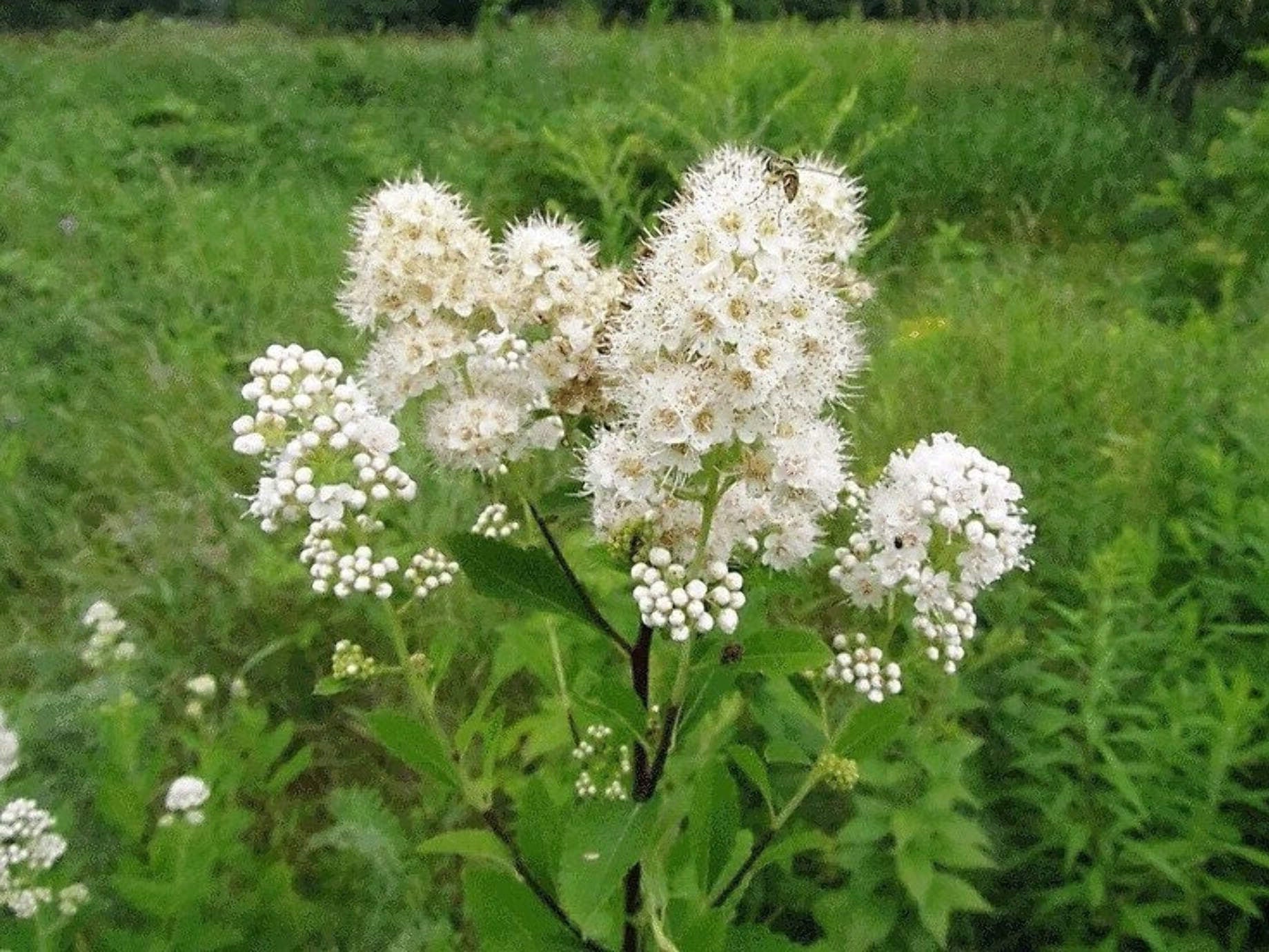Spiraea alba - Meadowsweet