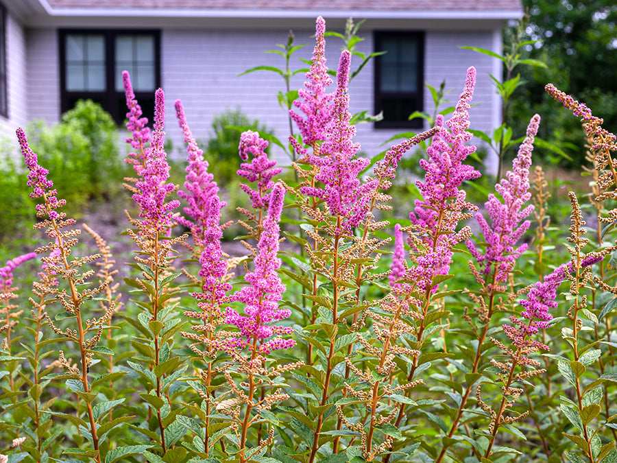 Spiraea tomentosa - Steeplebush