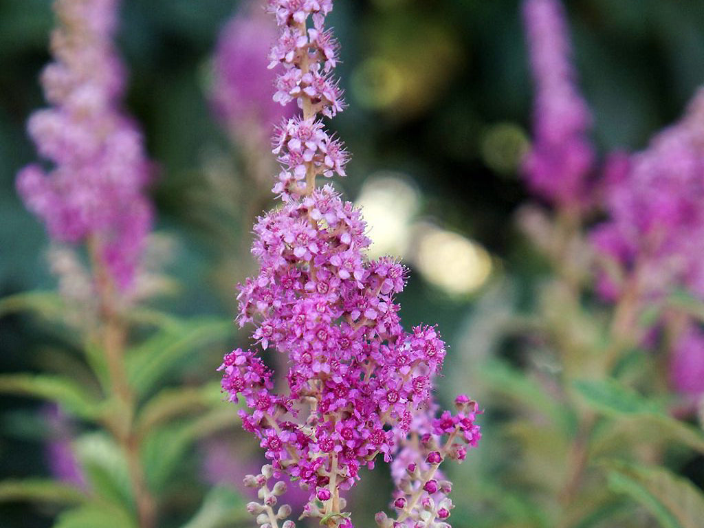 Spiraea tomentosa - Steeplebush