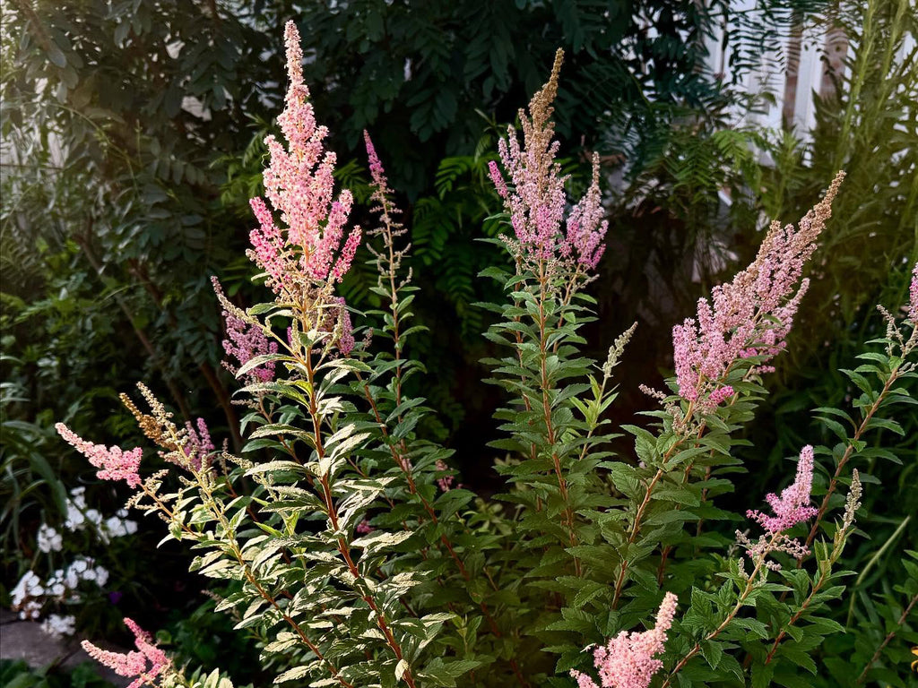 Spiraea tomentosa - Steeplebush