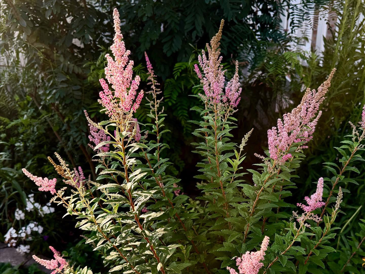 Spiraea tomentosa - Steeplebush