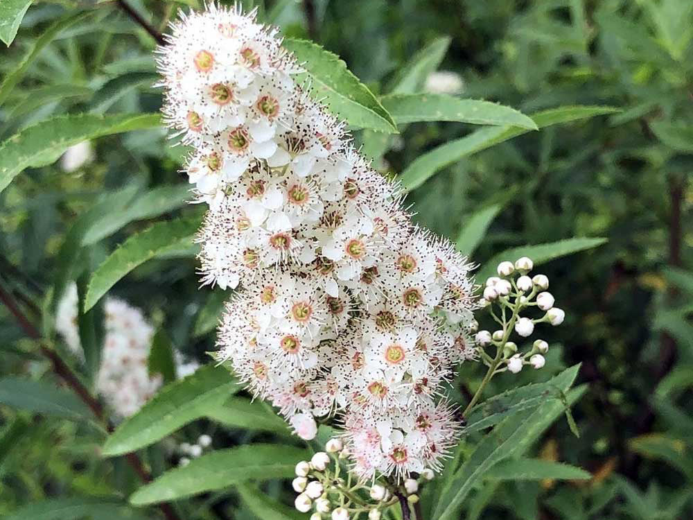 Spiraea alba - Meadowsweet