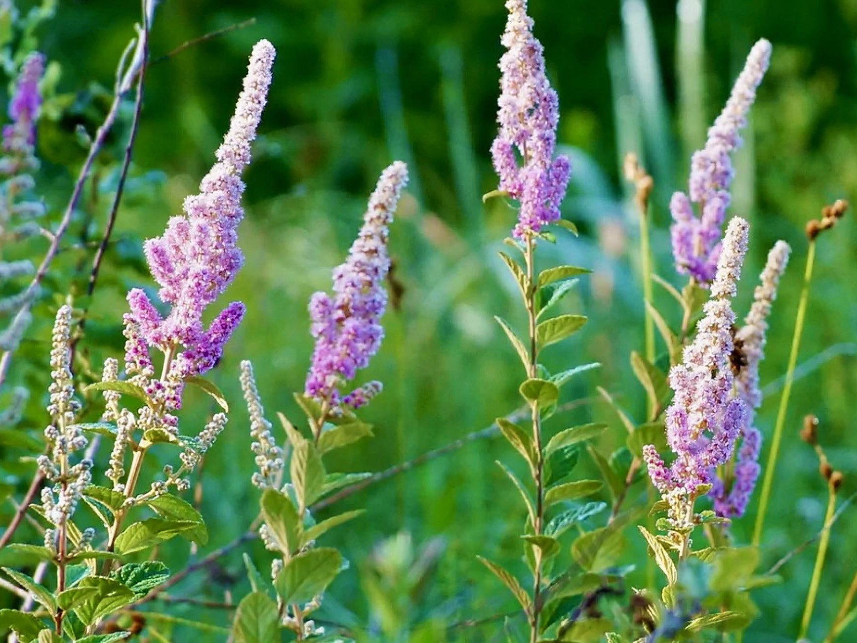 Spiraea tomentosa - Steeplebush