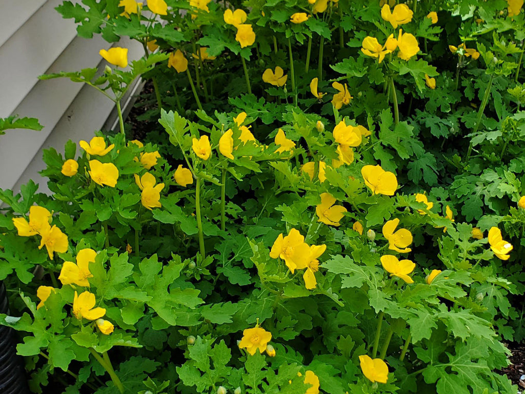 Stylophorum diphyllum - Celandine Poppy, Yellow Wood Poppy