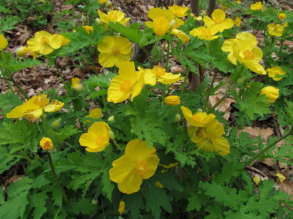 Stylophorum diphyllum - Celandine Poppy, Yellow Wood Poppy