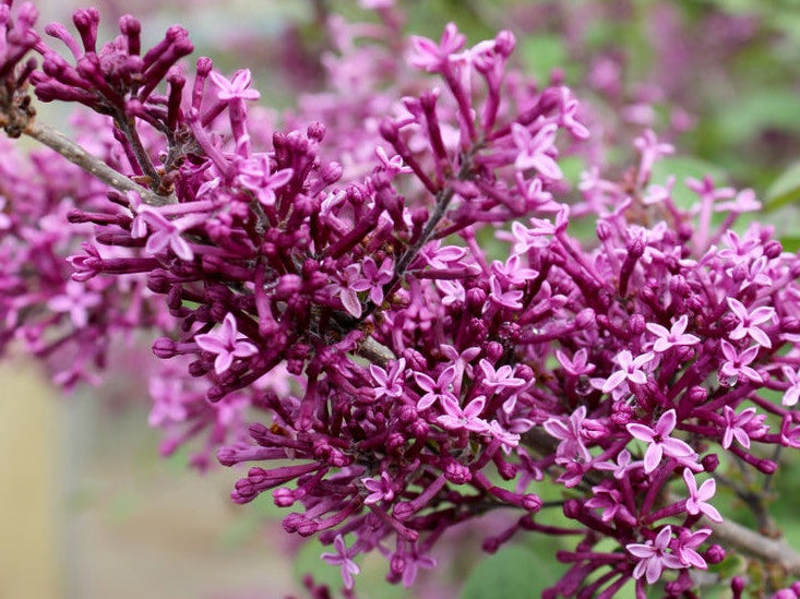 Bloomerang® Dark Purple Lilac (SYRINGA X BLOOMERANG® DK PURPLE) - 1 gallon