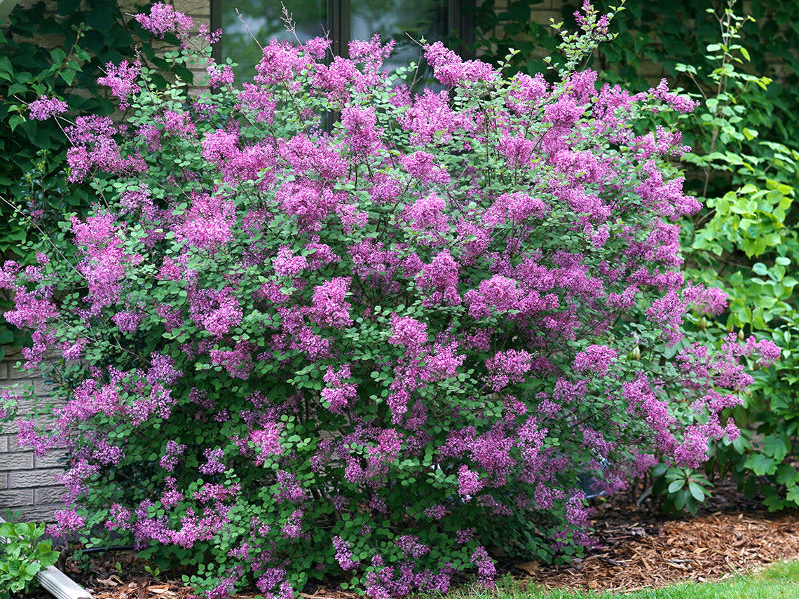 Bloomerang® Dark Purple Lilac (SYRINGA X BLOOMERANG® DK PURPLE) - 1 gallon