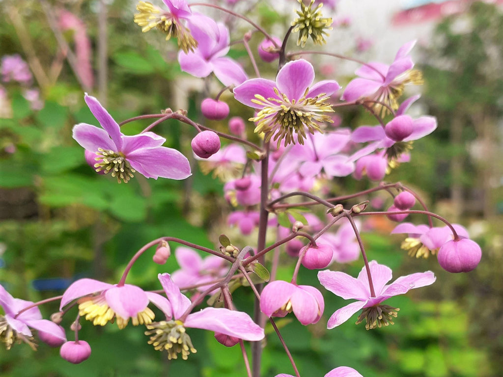 Thalictrum rochenbraunianum - Giant Meadow Rue