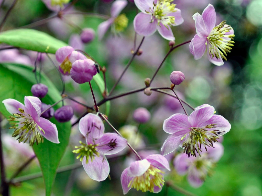 Thalictrum rochenbraunianum - Giant Meadow Rue