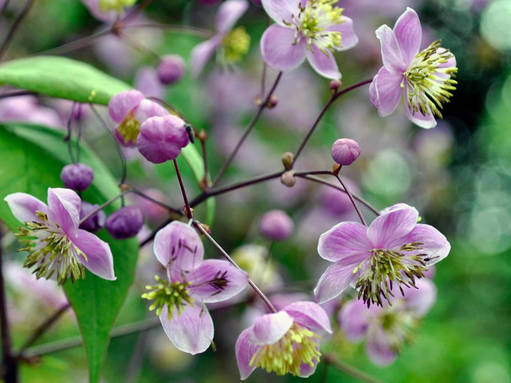 Thalictrum rochenbraunianum - Giant Meadow Rue