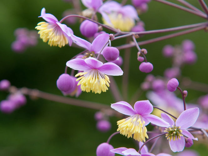 Thalictrum rochenbraunianum - Giant Meadow Rue