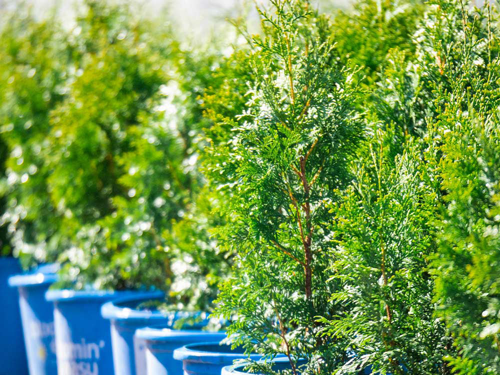 Private Jet™ Arborvitae (Thuja occidentalis 'King of Brabant') - 3 gallon 18"