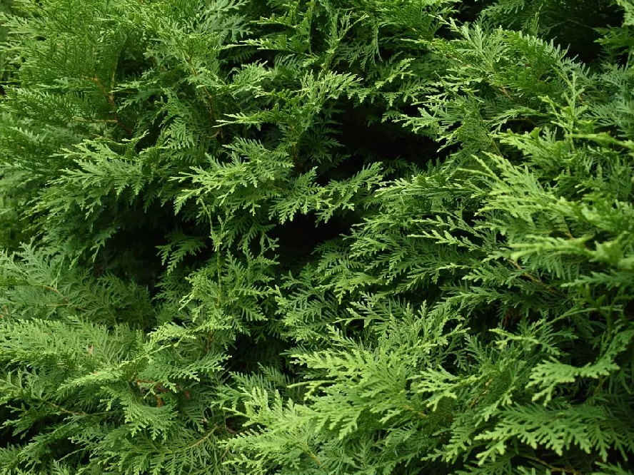 Techny Mission Arborvitae (THUJA OCC. TECHNY MISSION) - 2 gallon 15-18"