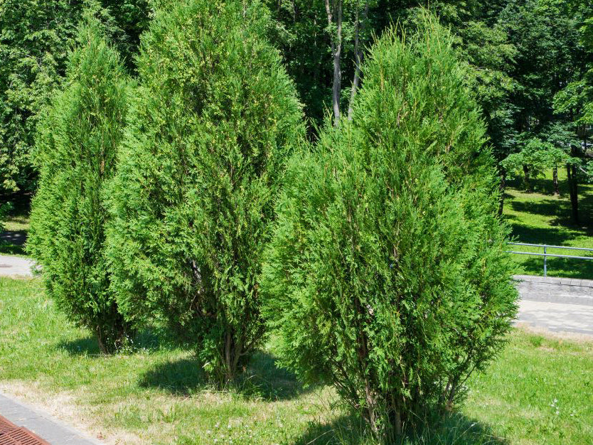 Techny Mission Arborvitae (THUJA OCC. TECHNY MISSION) - 2 gallon 15-18"