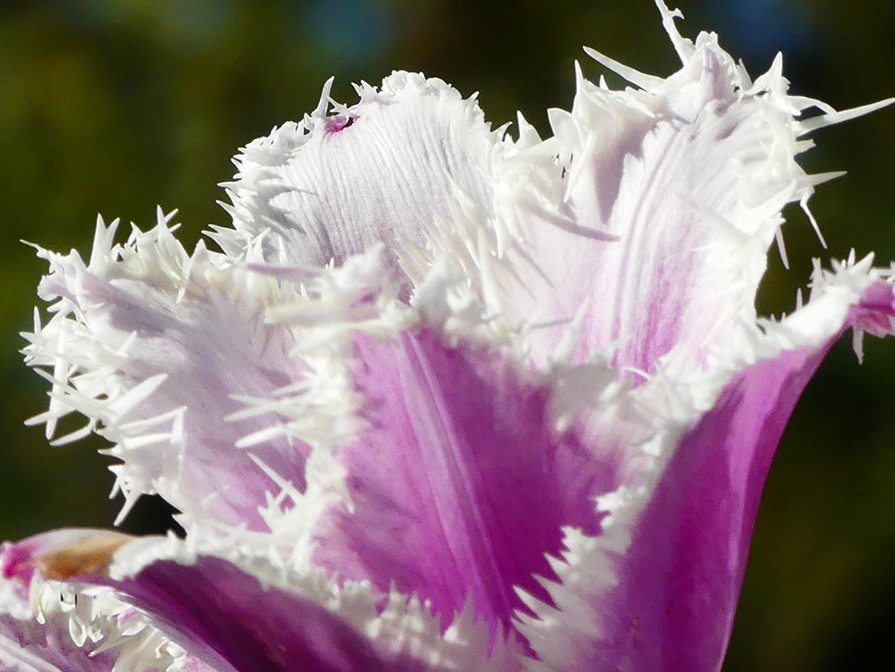 Tulips - Crunchy Cummins