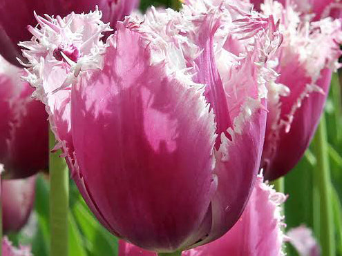 Tulips - Crunchy Cummins