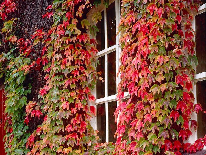 Parthenocissus tricuspidata 'Veitchii' - Boston Ivy