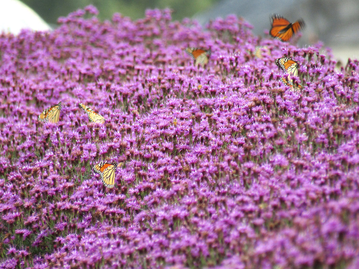 Vernonia - Summer Swan Song