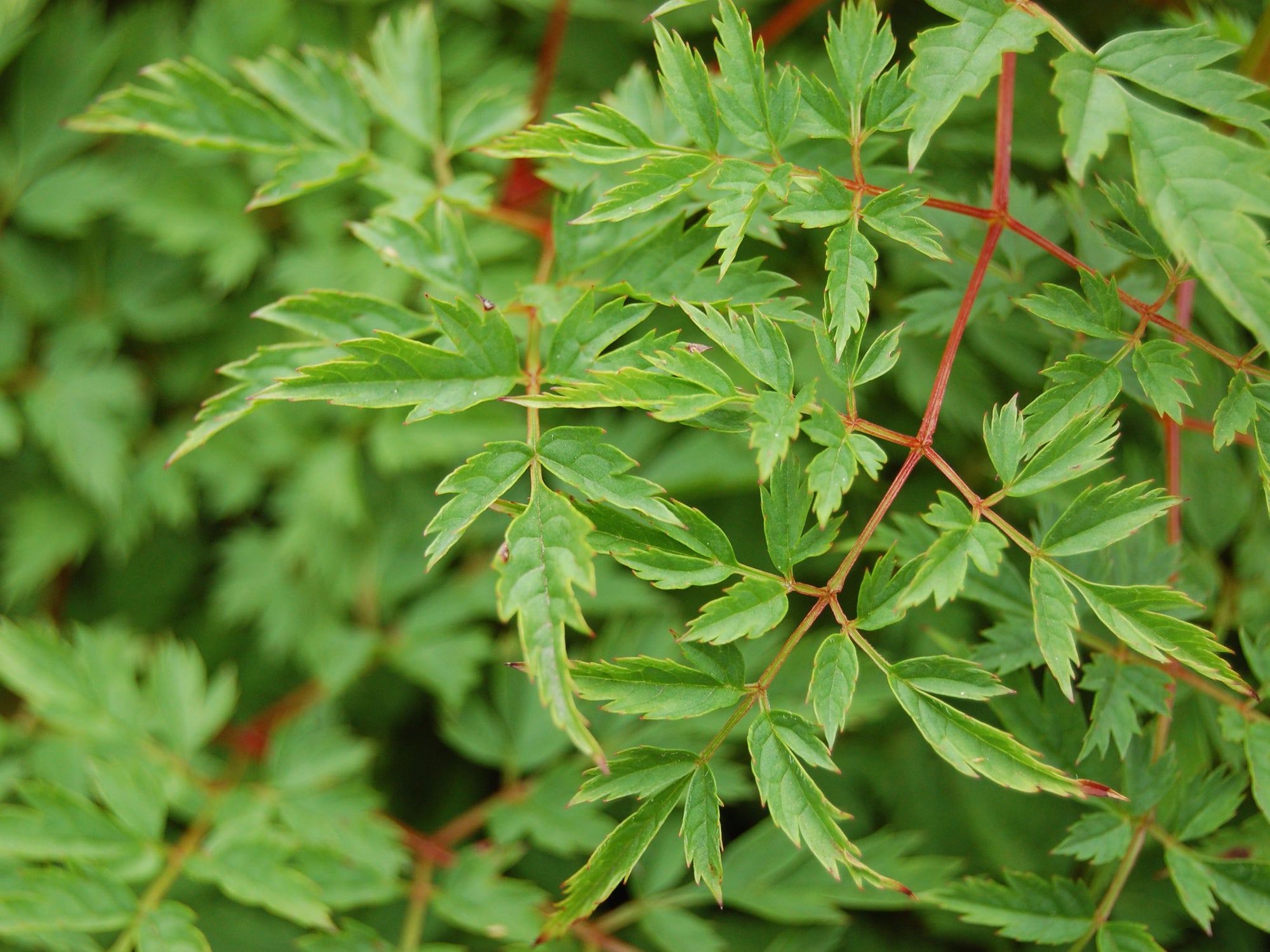 Aruncus dioicus 'Kneiffii' - Goatsbeard