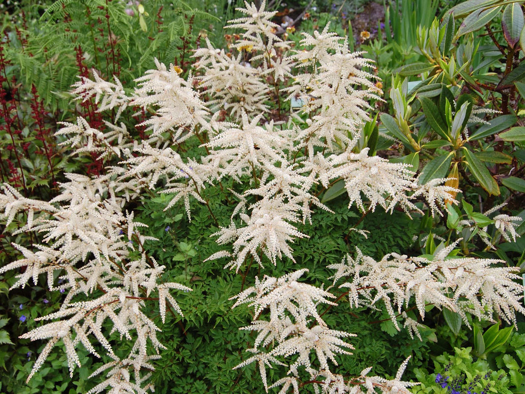 Aruncus dioicus 'Kneiffii' - Goatsbeard