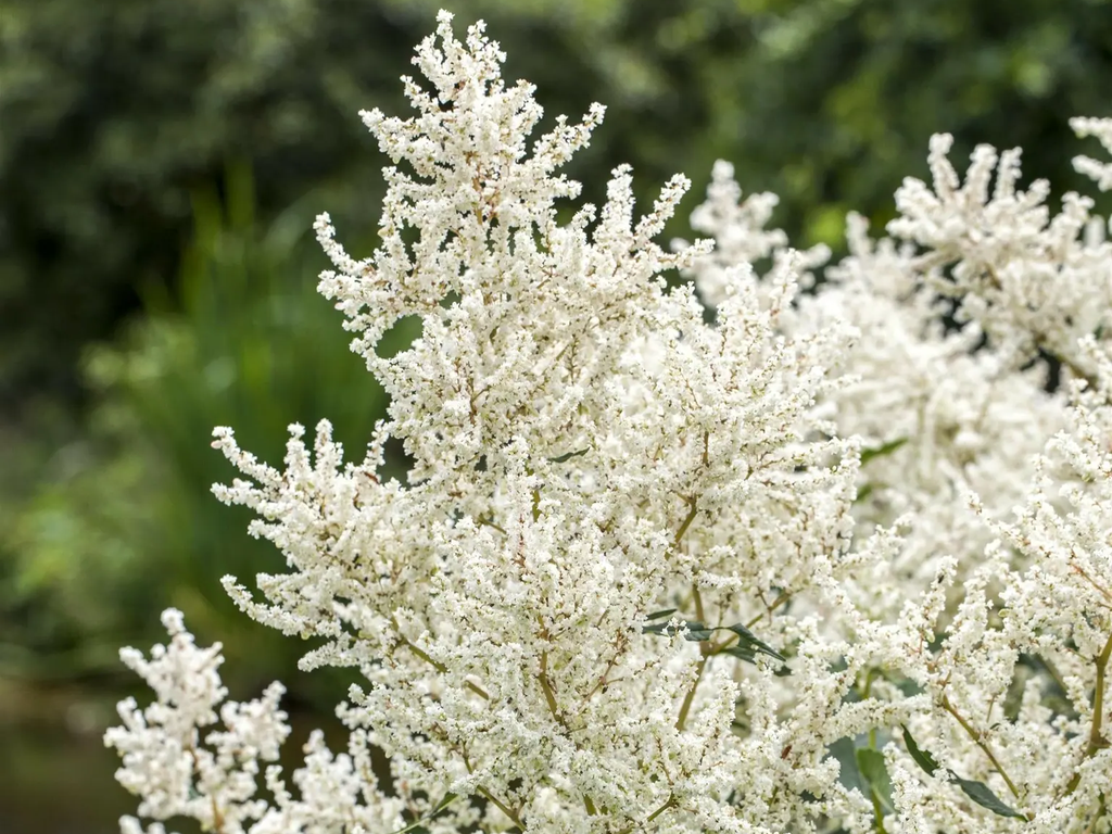 Aruncus dioicus 'Kneiffii' - Goatsbeard