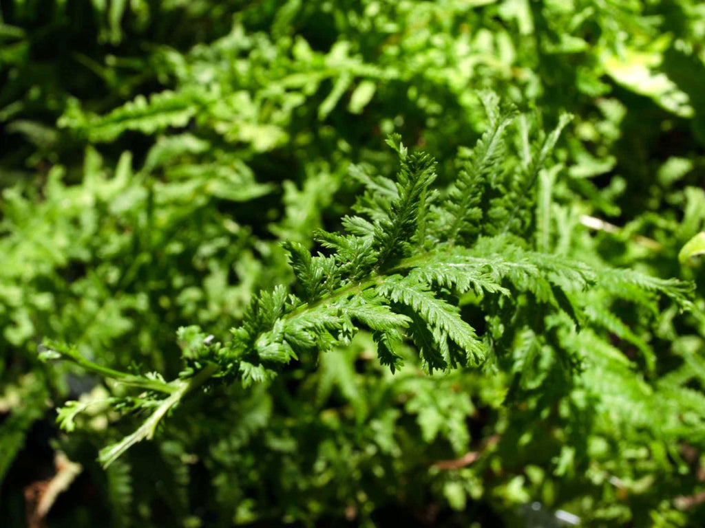 Athyrium filix-femina 'Victoriae' - Victorian Lady Fern