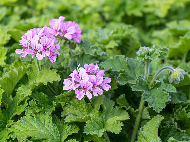 Pelargonium - Scented Geranium