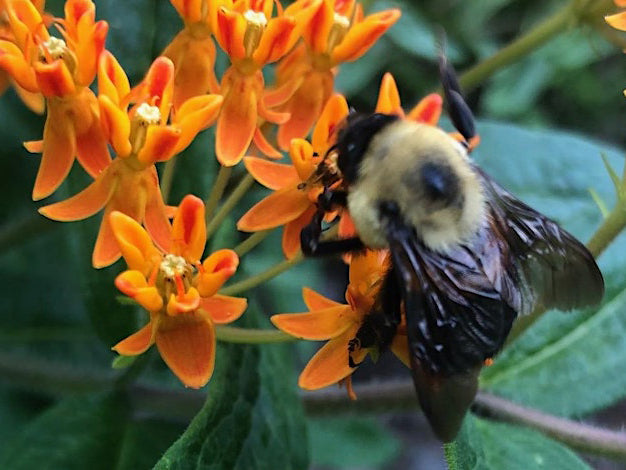 Asclepias tuberosa - Butterfly Weed