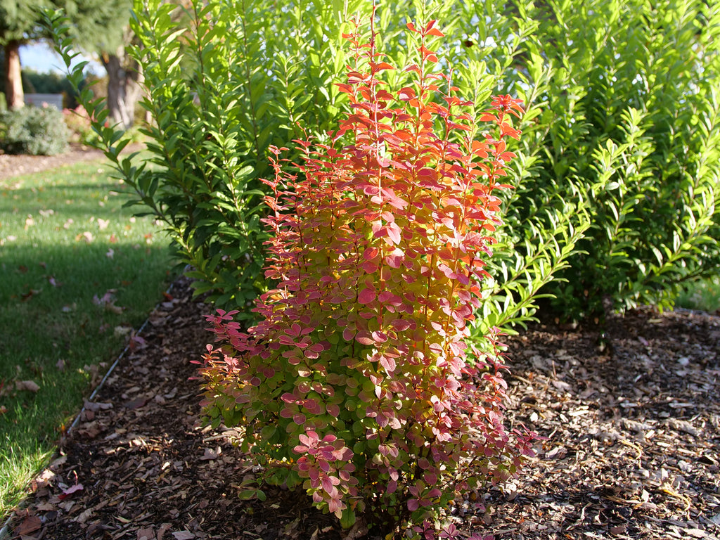 Sunjoy Orange Pillar® Barberry