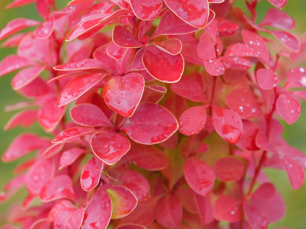 Sunjoy Orange Pillar® Barberry