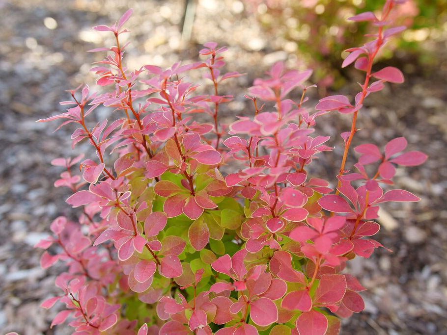 Sunjoy Orange Pillar® Barberry