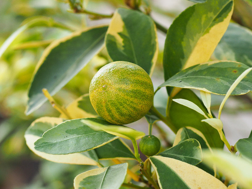 Citrus limon - Variegated Pink Lemon Tree