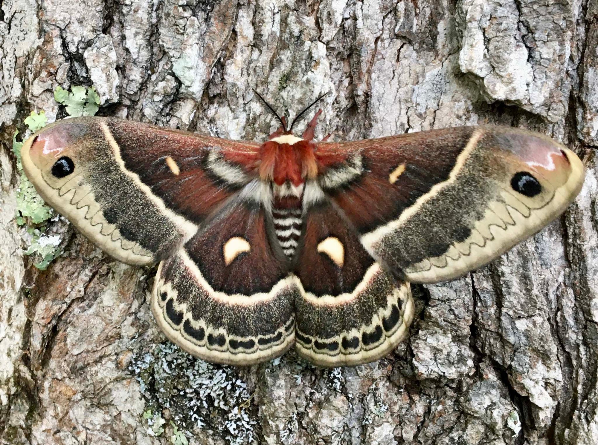 Columbia Silk Moth