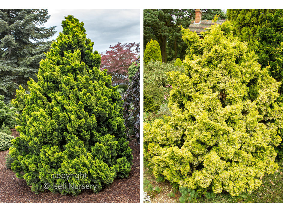 Chamaecyparis obtusa ‘Nana Lutea’