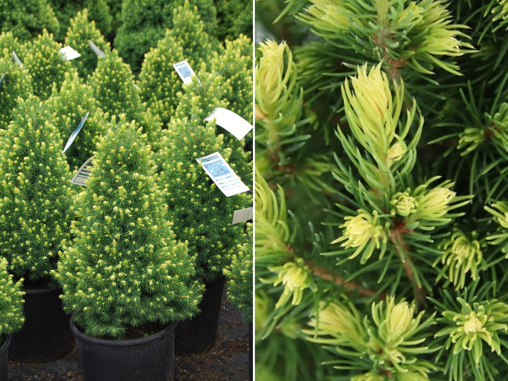 Dwarf Alberta Spruce 'Rainbow's End'®