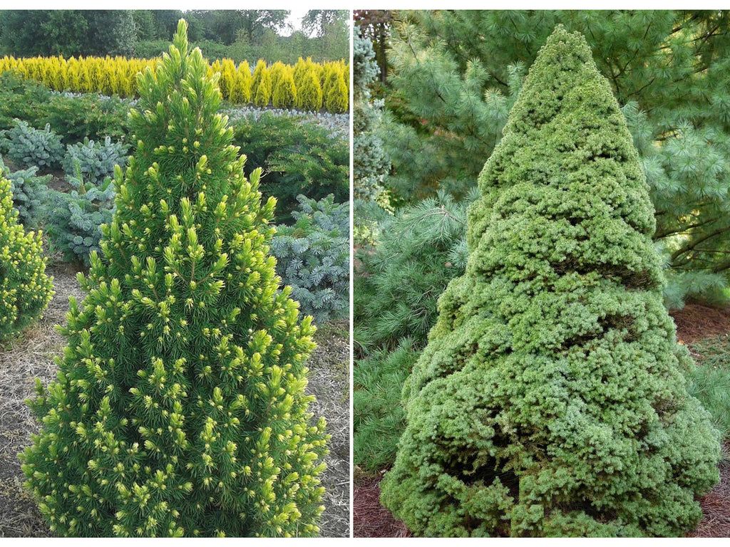 Dwarf Alberta Spruce 'Rainbow's End'®